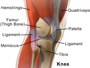 This is how the knee is constructed