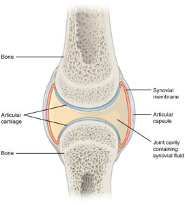 Synovial_Joints