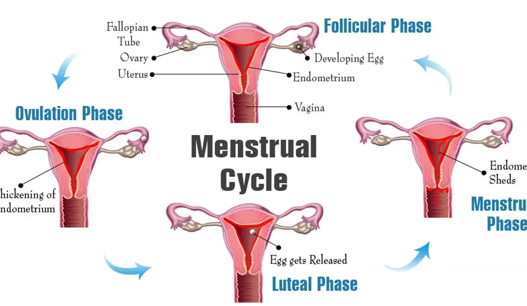 What is the Stoppage of Menstruation Called? Symptoms and Causes