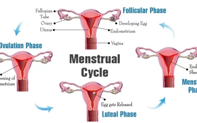 What is the Stoppage of Menstruation Called? Symptoms and Causes