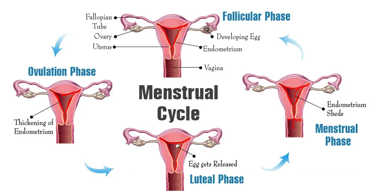 menstrual cycle