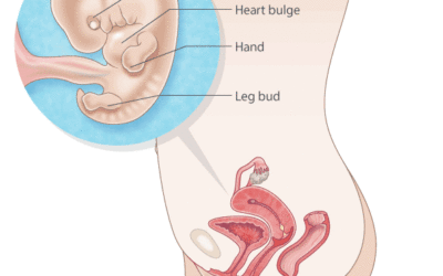 What to Expect at Your 8-Week Ultrasound